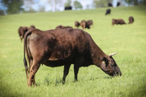 Wagyu Cow
