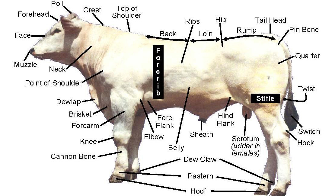 A diagram of a beef bull with parts labeled