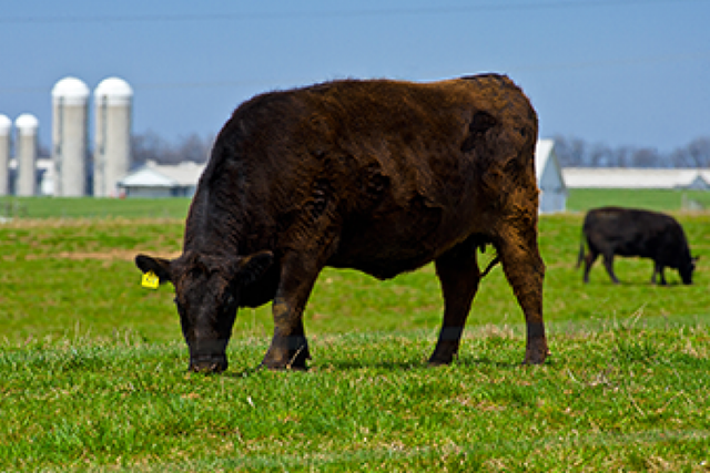 Beef cattle graze in a pasture