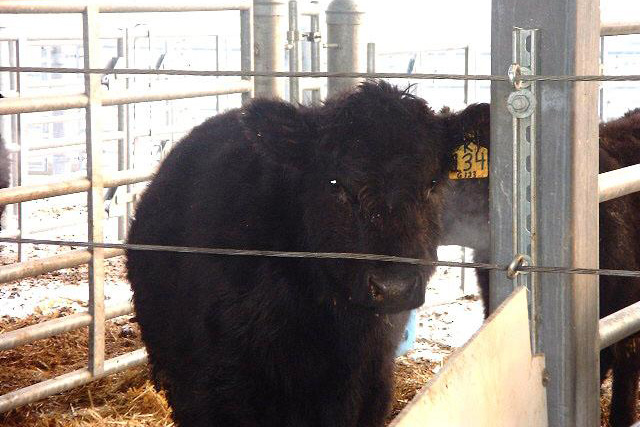 A cow in a small pen barn