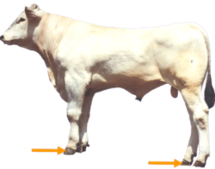 Beef Cattle Parts - Hoof