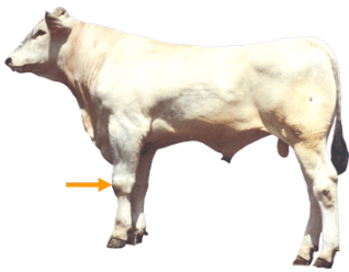 Beef Cattle Parts - Knee