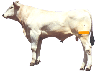 Beef Cattle Parts - Stifle