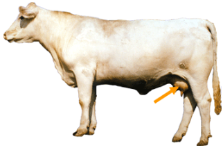 Beef Cattle Parts - Udder