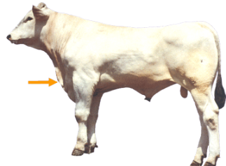 Beef Cattle Parts - Dewlap