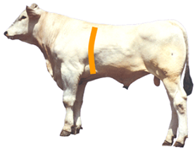 Forerib