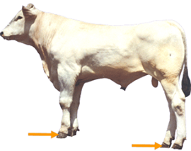 Hoof