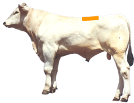 Loin