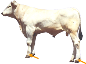 Pastern