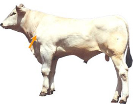 Point of Shoulder
