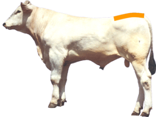 Beef Cattle Parts - Rump