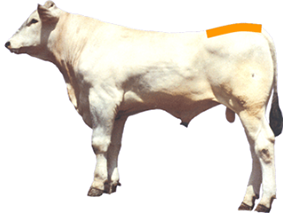 Rump