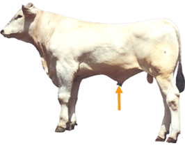 Sheath
