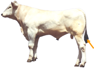 Beef Cattle Parts - Switch