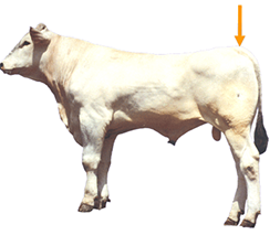 Tail Head