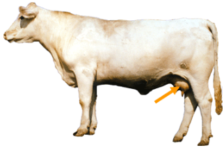 Udder
