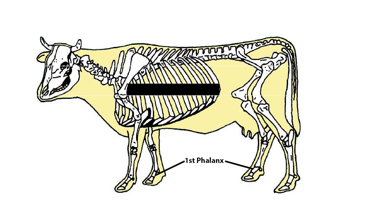 Beef Cattle Skeleton - First Phalanx