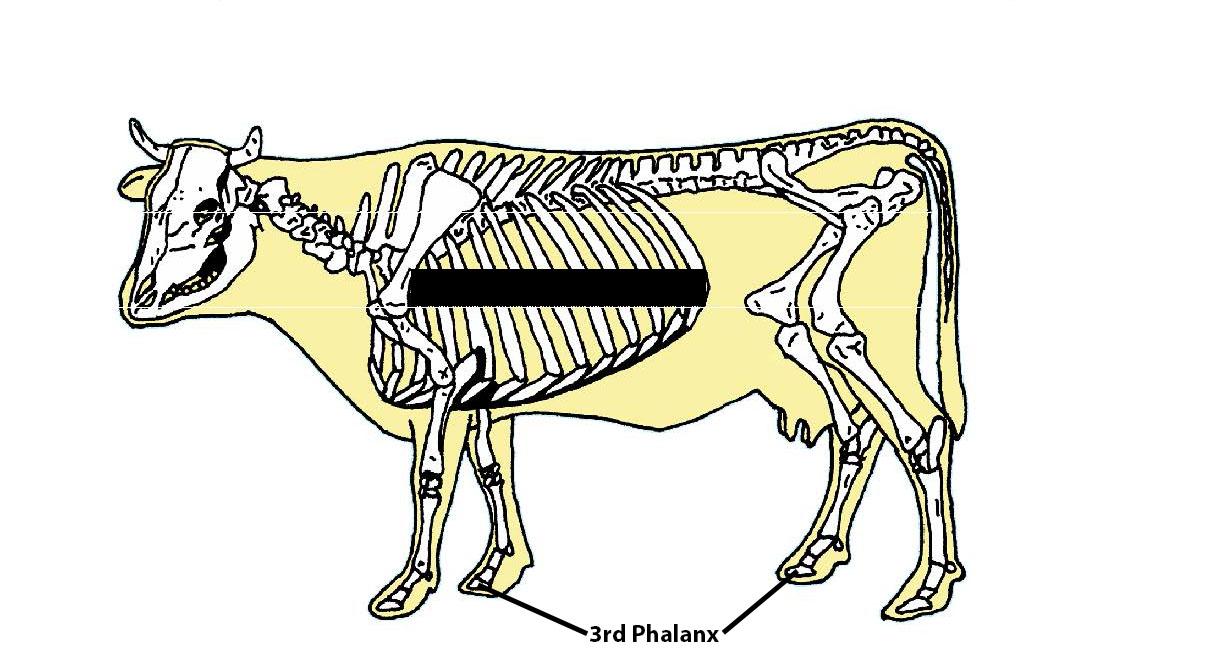 Beef Cattle Skeleton - Third Phalanx