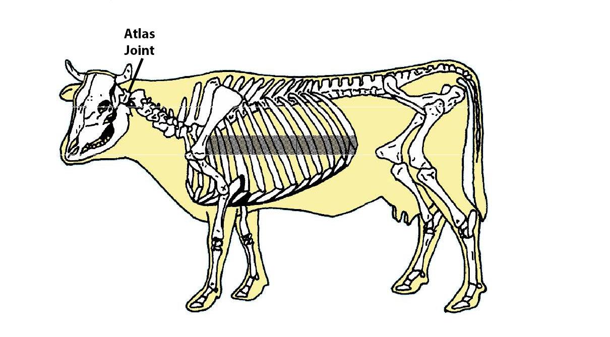Beef Cattle Skeleton - Atlas Joint