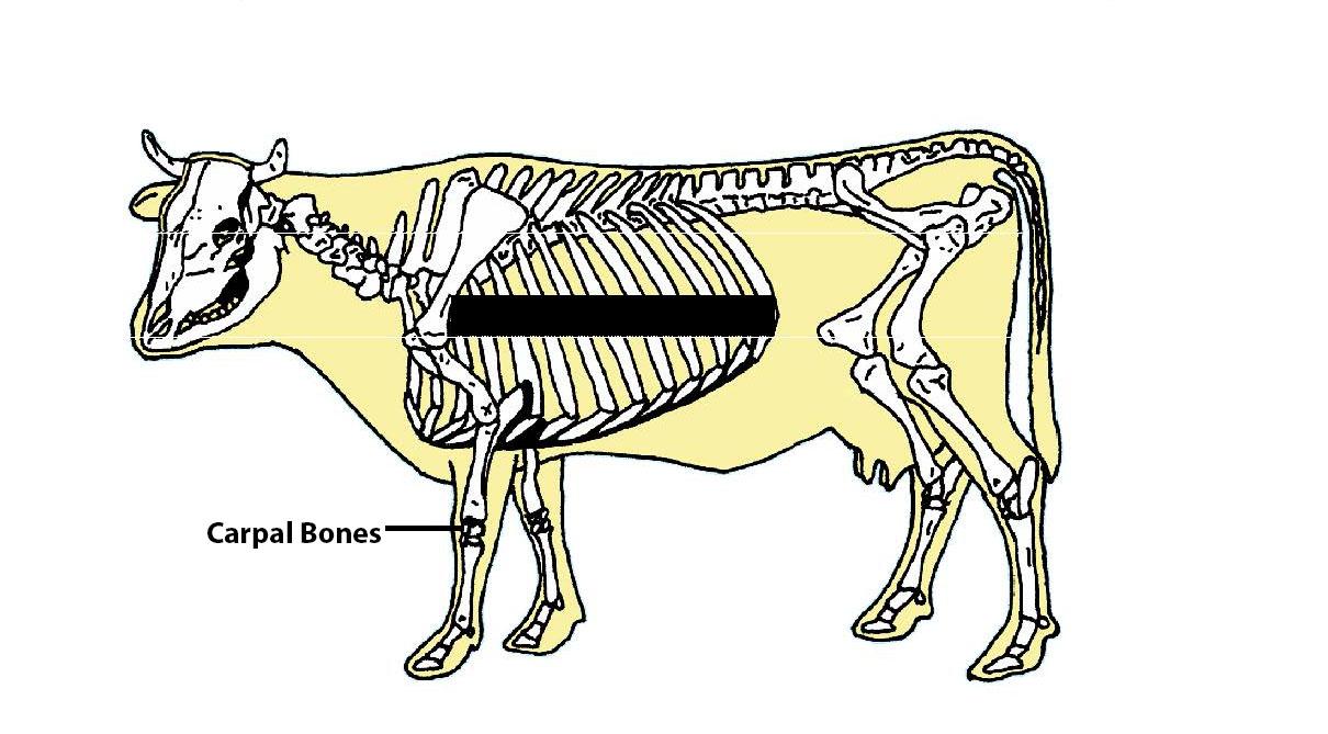 Beef Cattle Skeleton - Carpal Bones