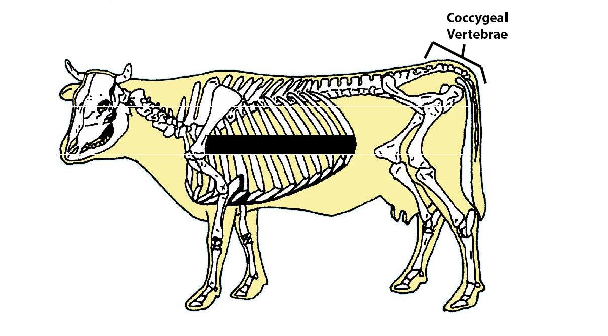 Beef Cattle Skeleton - Coccygeal Vertebrae