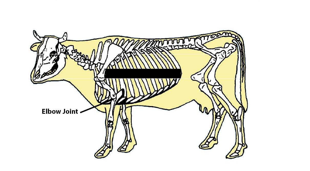 Beef Cattle Skeleton - Elbow Joint