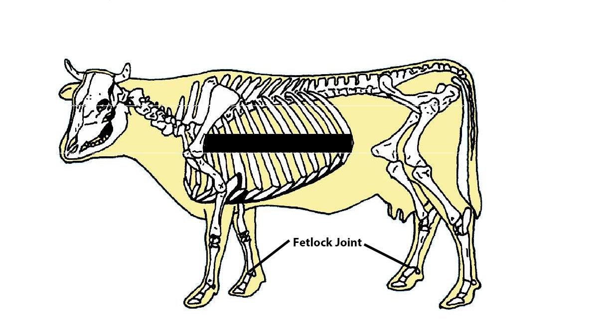 Beef Cattle Skeleton - Fetlock Joint