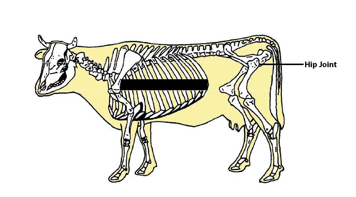 Beef Cattle Skeleton - Hip Joint