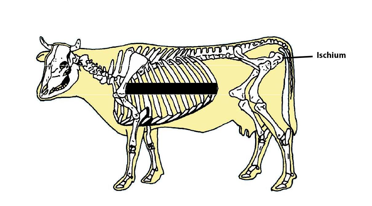 Beef Cattle Skeleton - Ischium