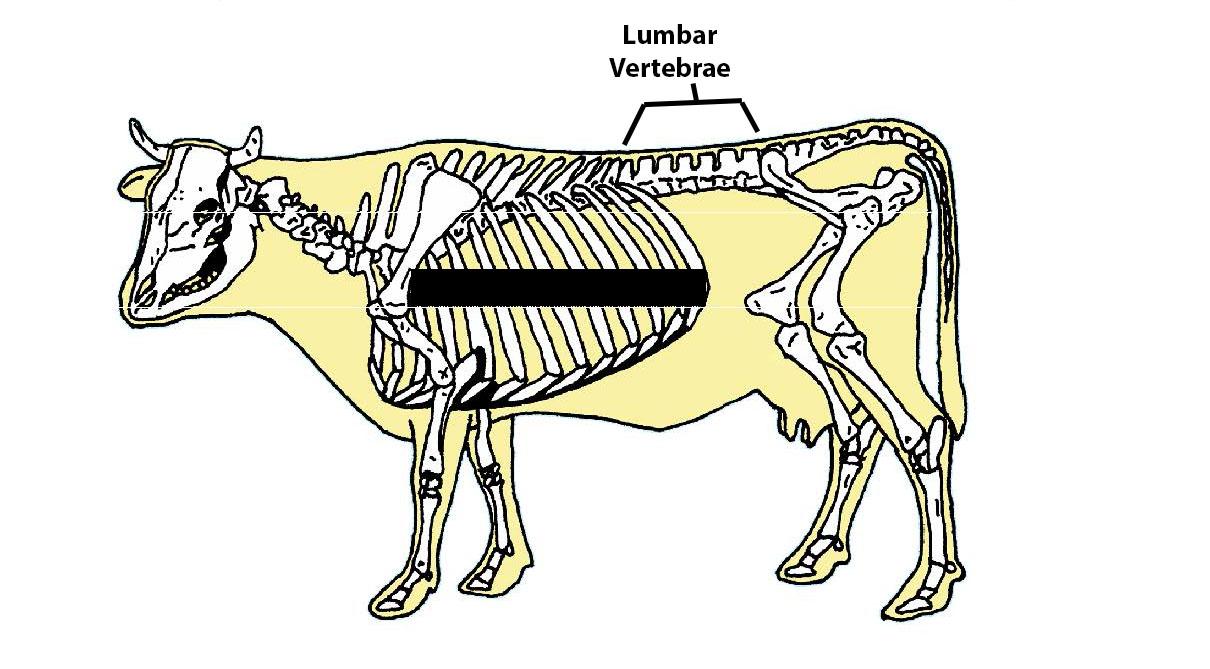 Beef Cattle Skeleton - Lumbar Vertebrae