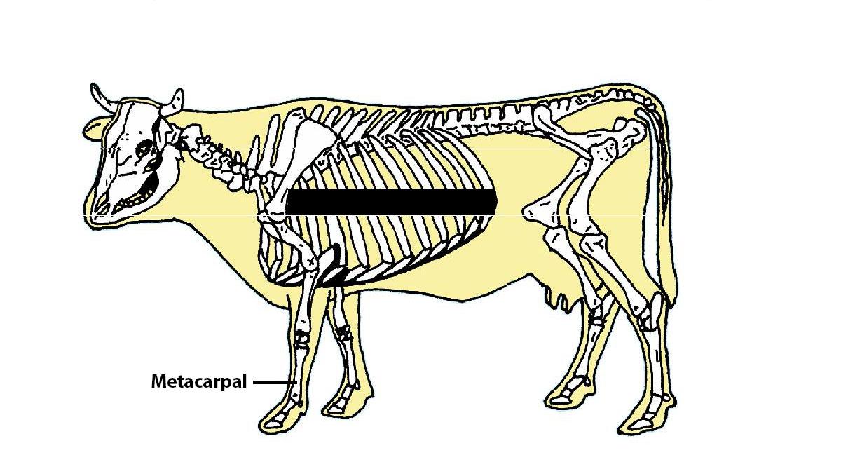 Beef Cattle Skeleton - Metacarpal