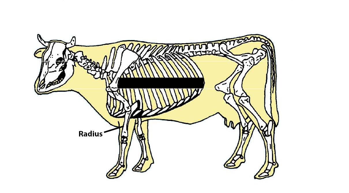 Beef Cattle Skeleton - Radius