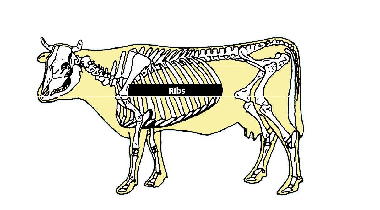 Beef Cattle Skeleton - Ribs