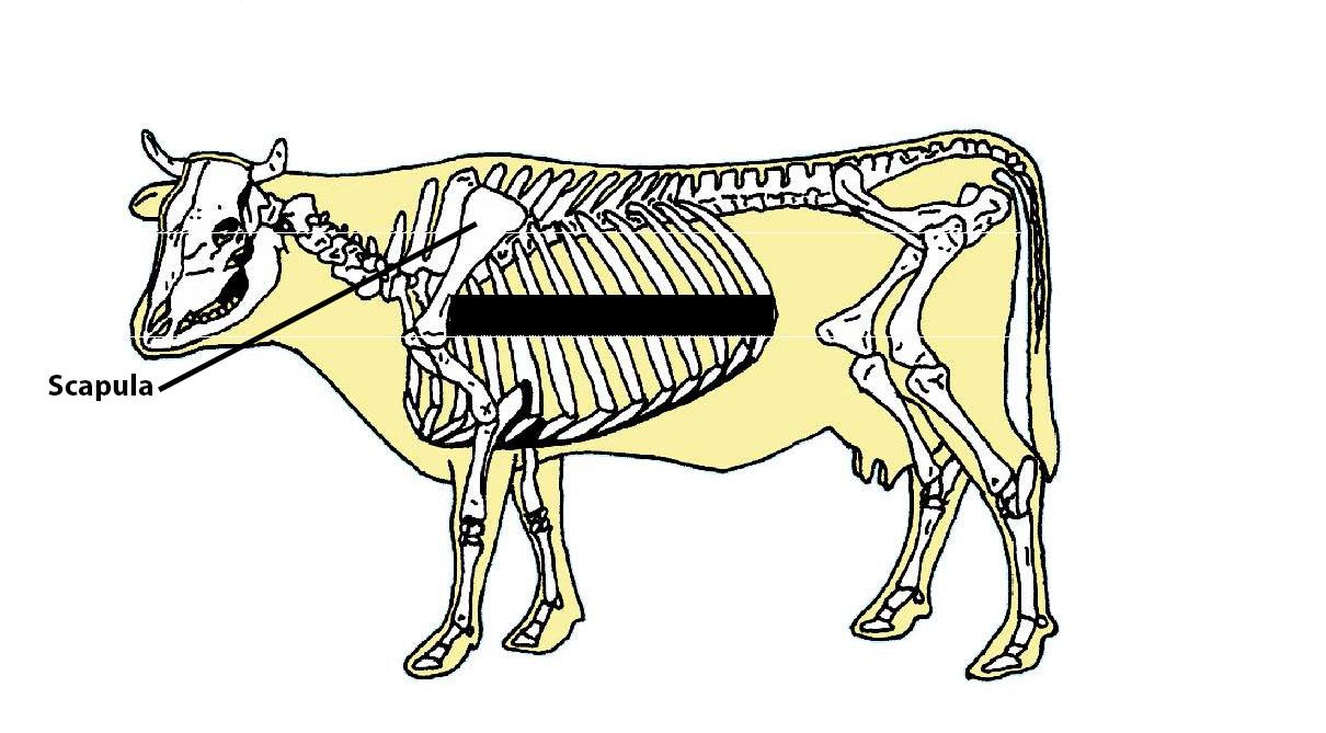 Beef Cattle Skeleton - Scapula