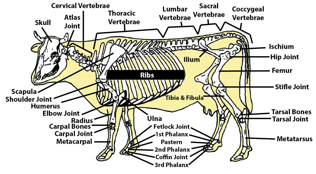 A diagram of a beef cow's skeletal system with labels