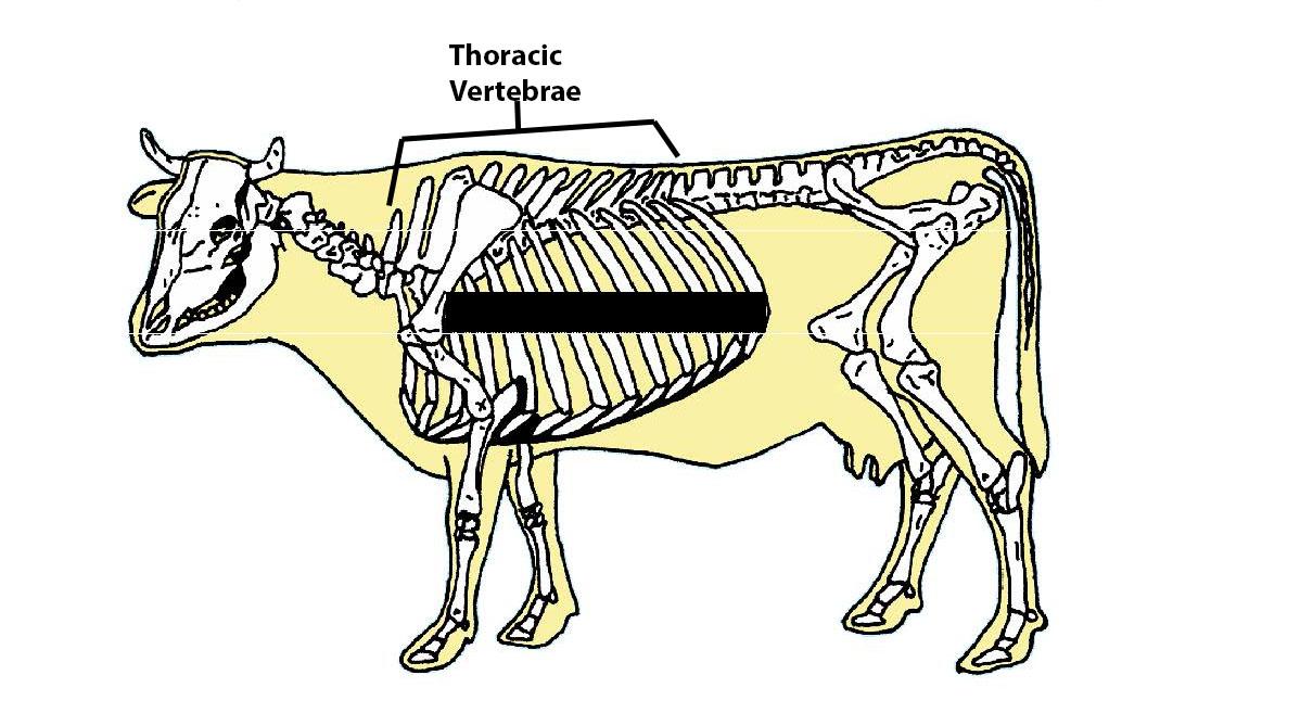 Beef Cattle Skeleton - Thoracic Vertebrae