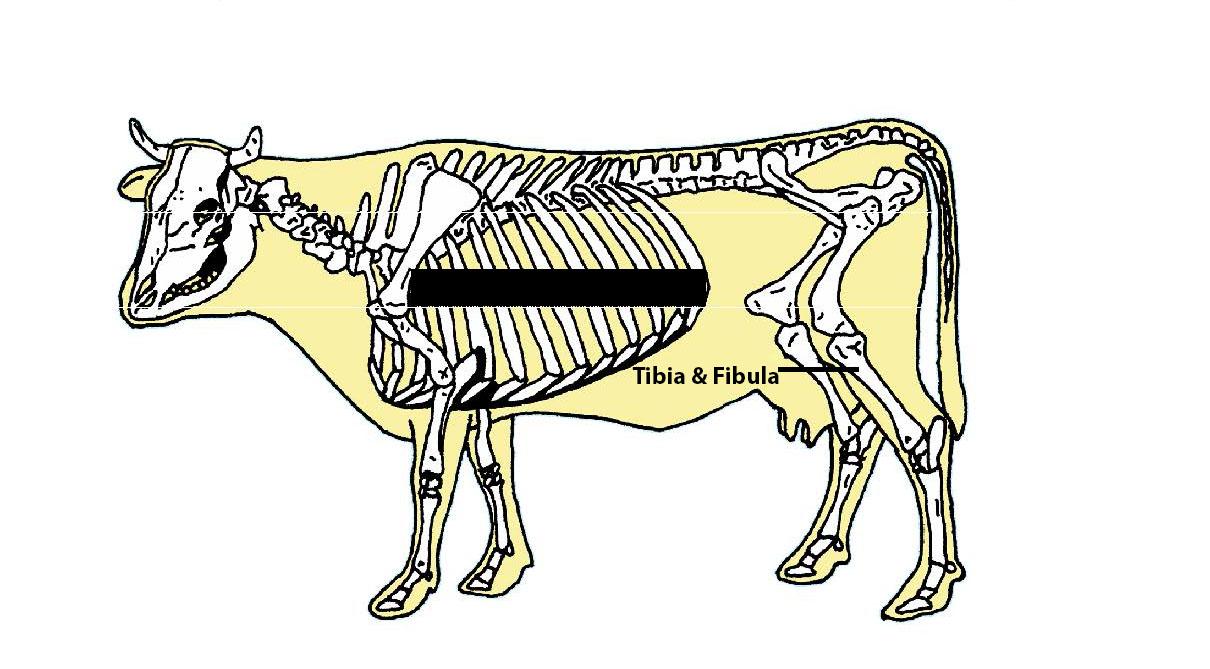 Beef Cattle Skeleton - Tibia and Fibula