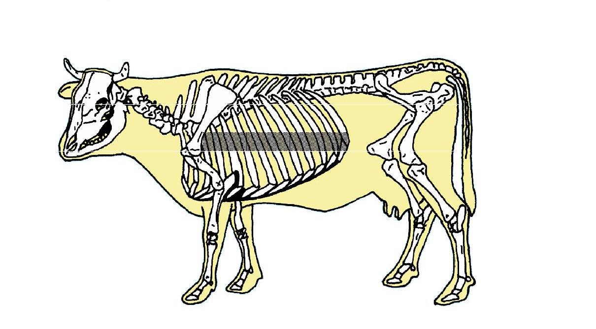 Beef Cattle Skeleton Blank