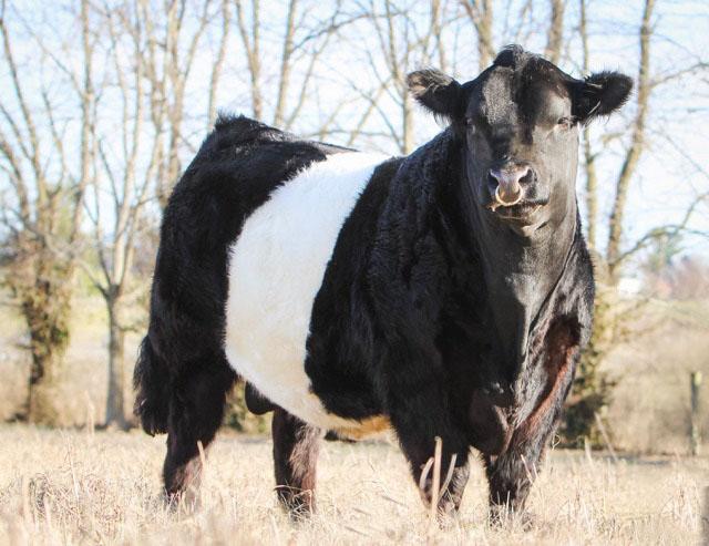 Belted Galloway - bull