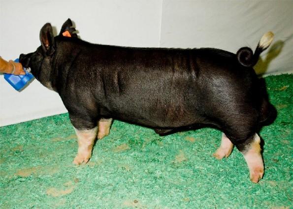 Berkshire boar