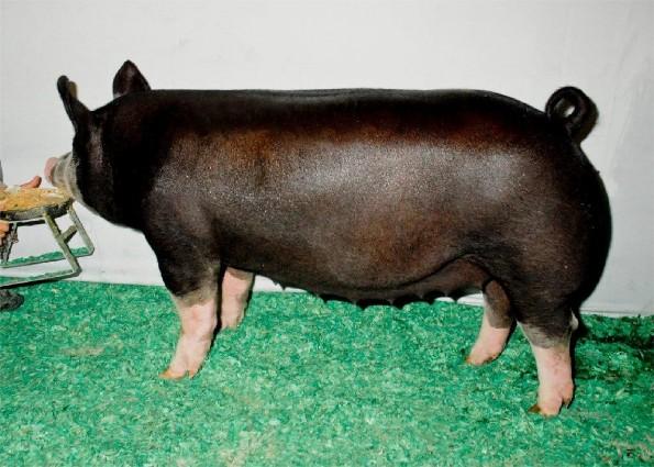Berkshire gilt