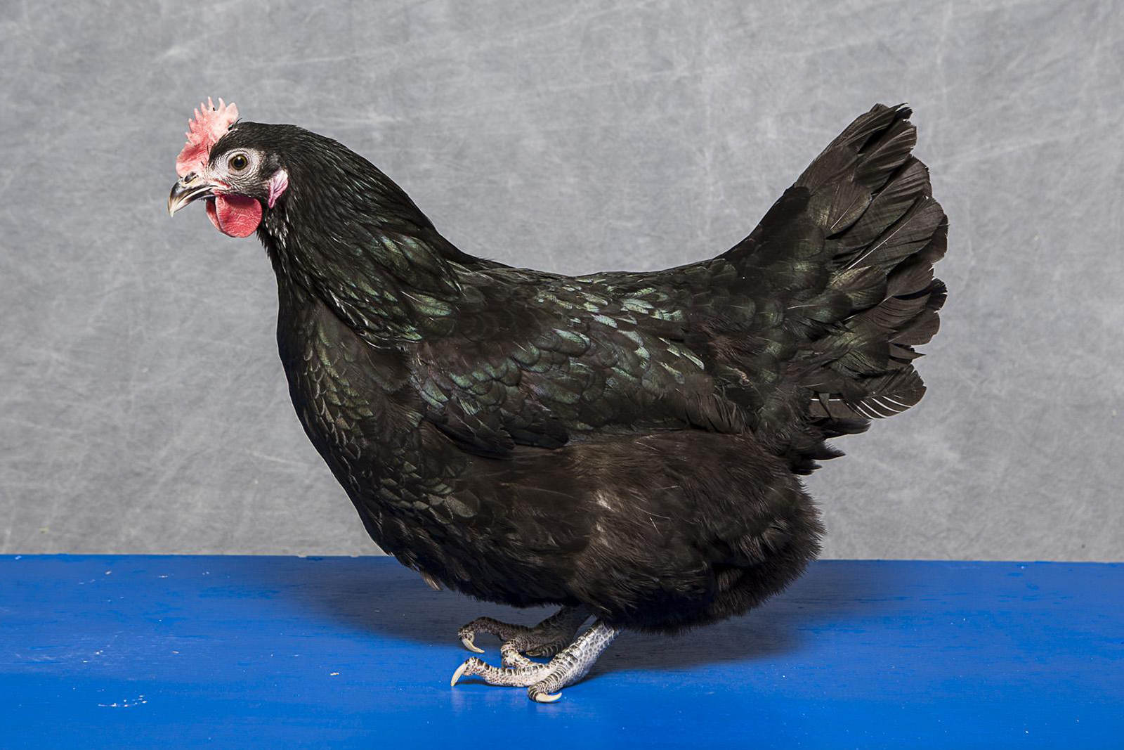 Female Black Australorp