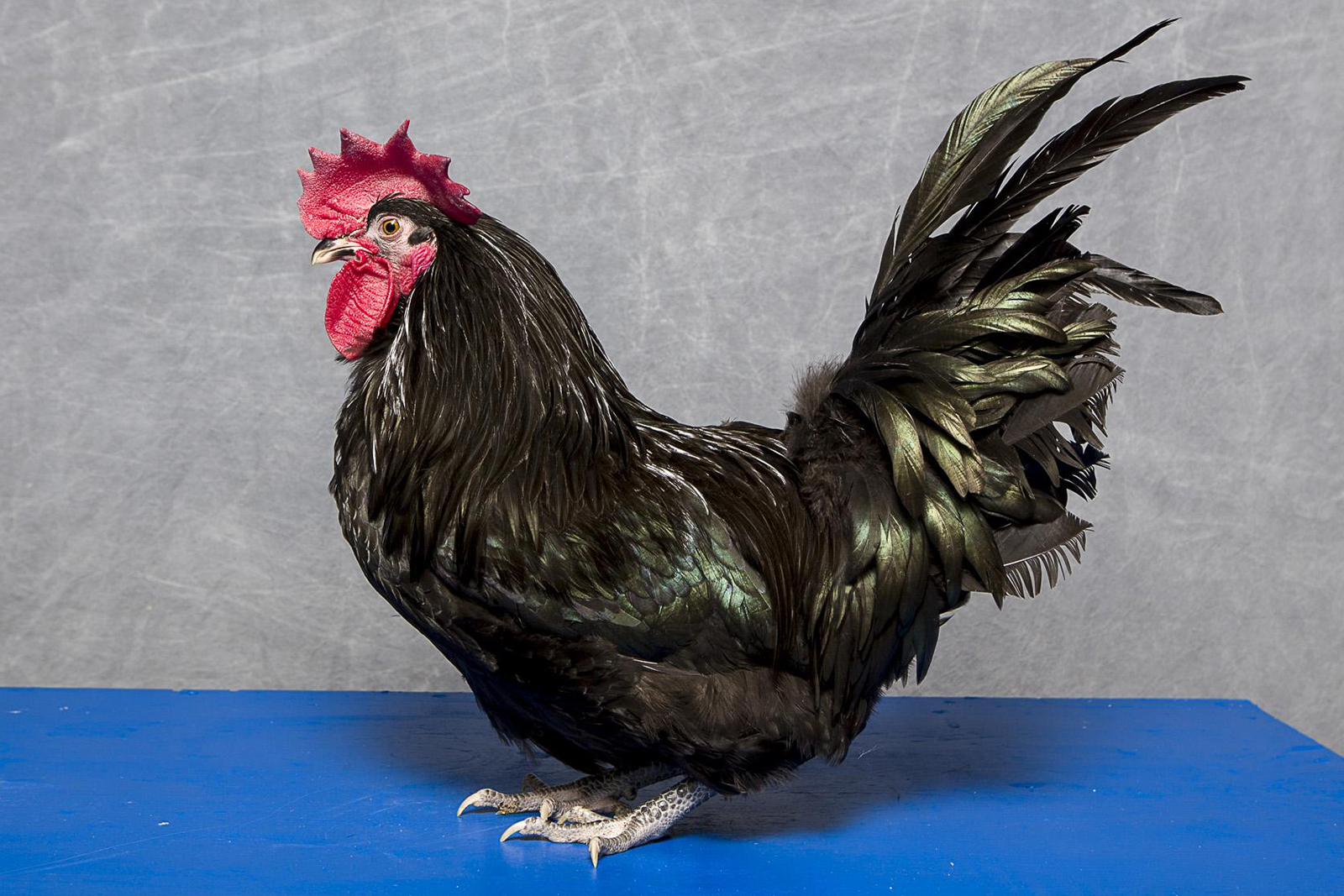 Male Black Australorp