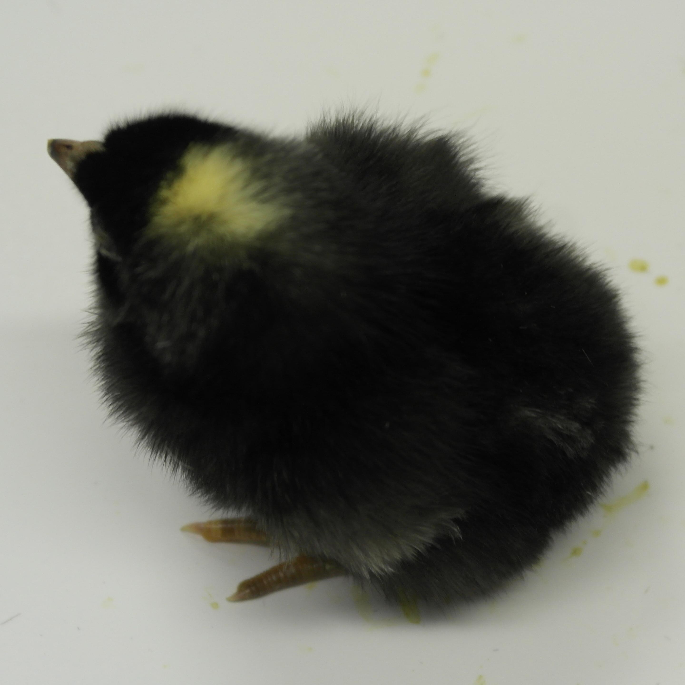 Day-Old Male