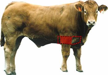 Beef Cattle - Wholesale Cuts - Brisket