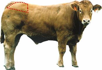 Beef - Wholesale Cut - Rump