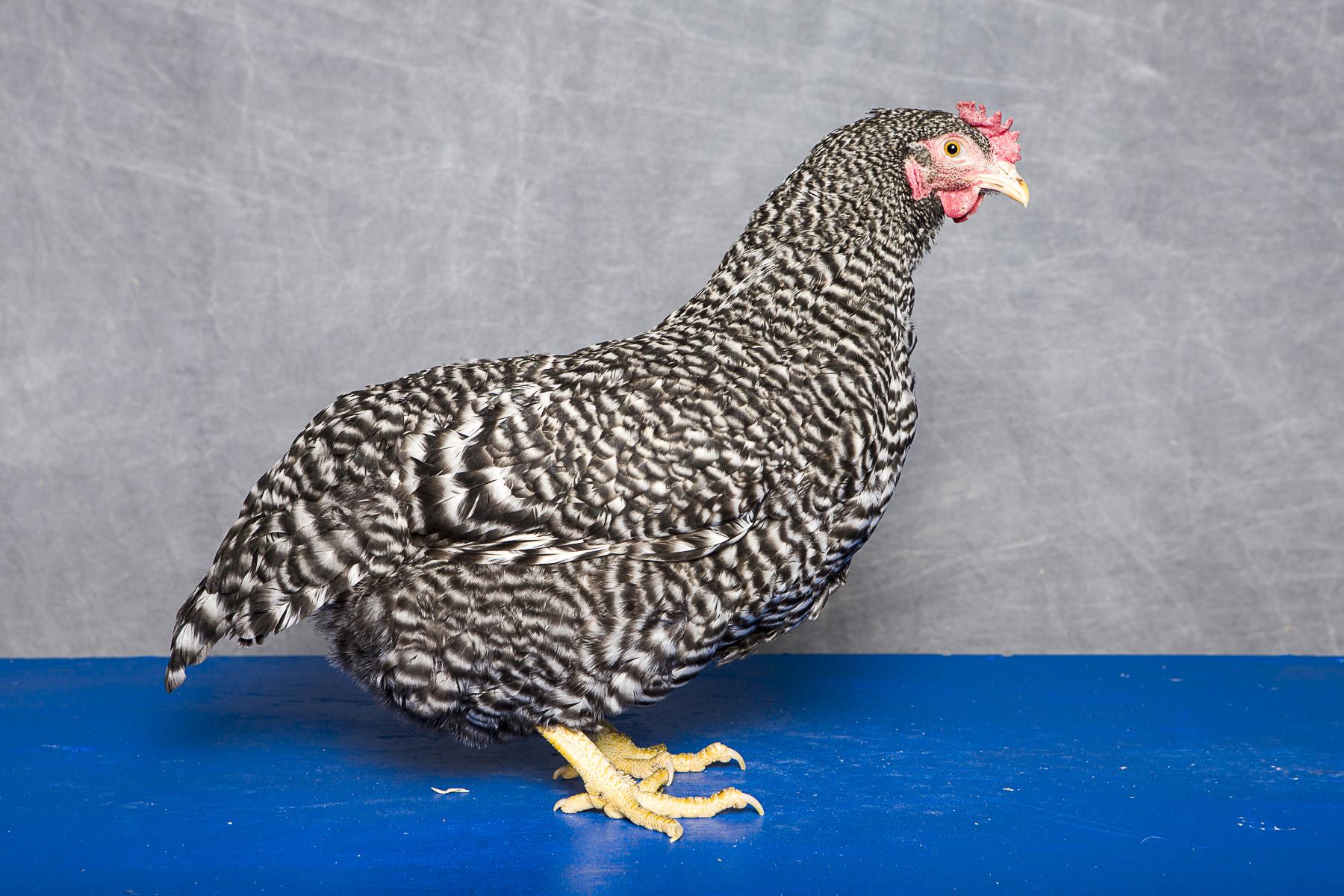 Barred Plymouth Rock Female
