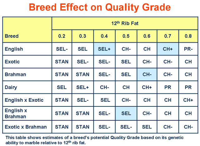 Breed Effects on Quality Grade