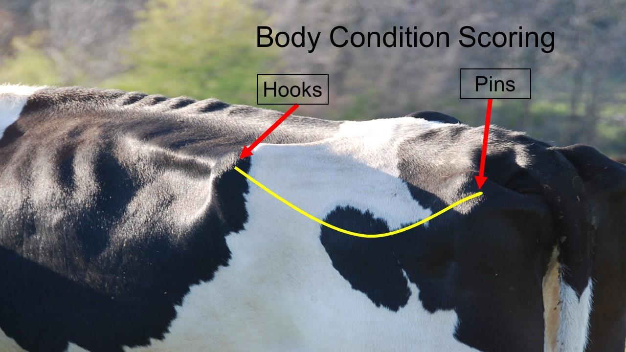 A cow's back with hooks and pins pointed out for body condition scoring