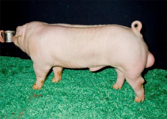 Chester White boar